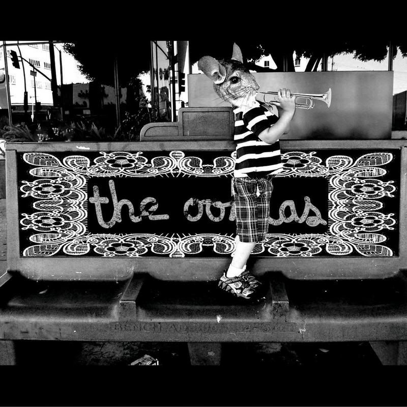 chinchilla the oohlas 