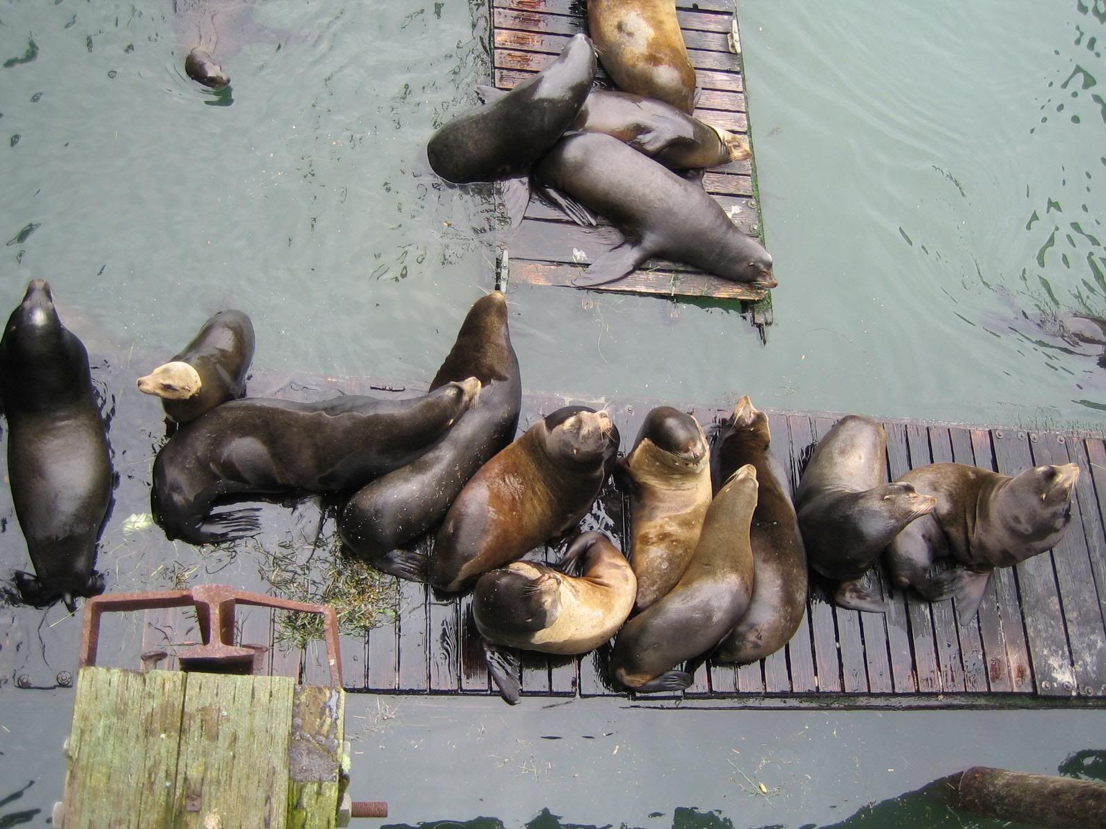 chrime 102 republicans suck 