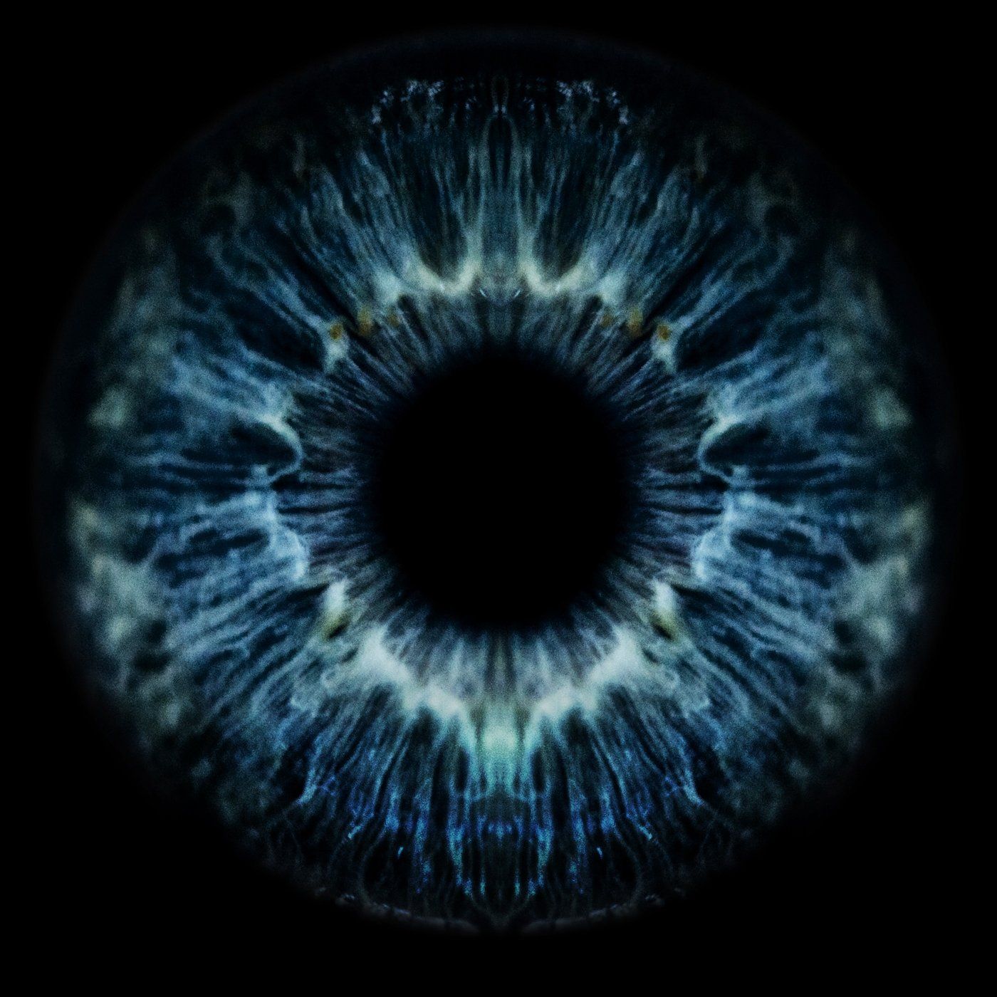 chrysalis sophia loizou 