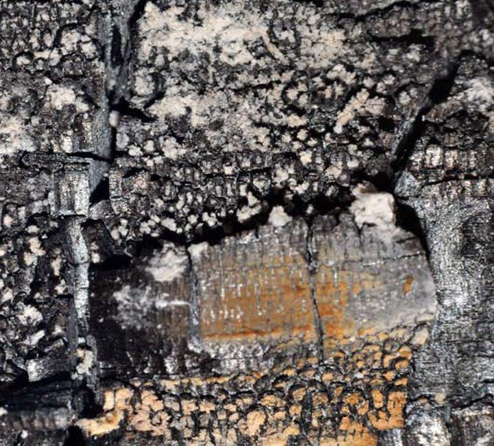 clearing polluted joe panzner 