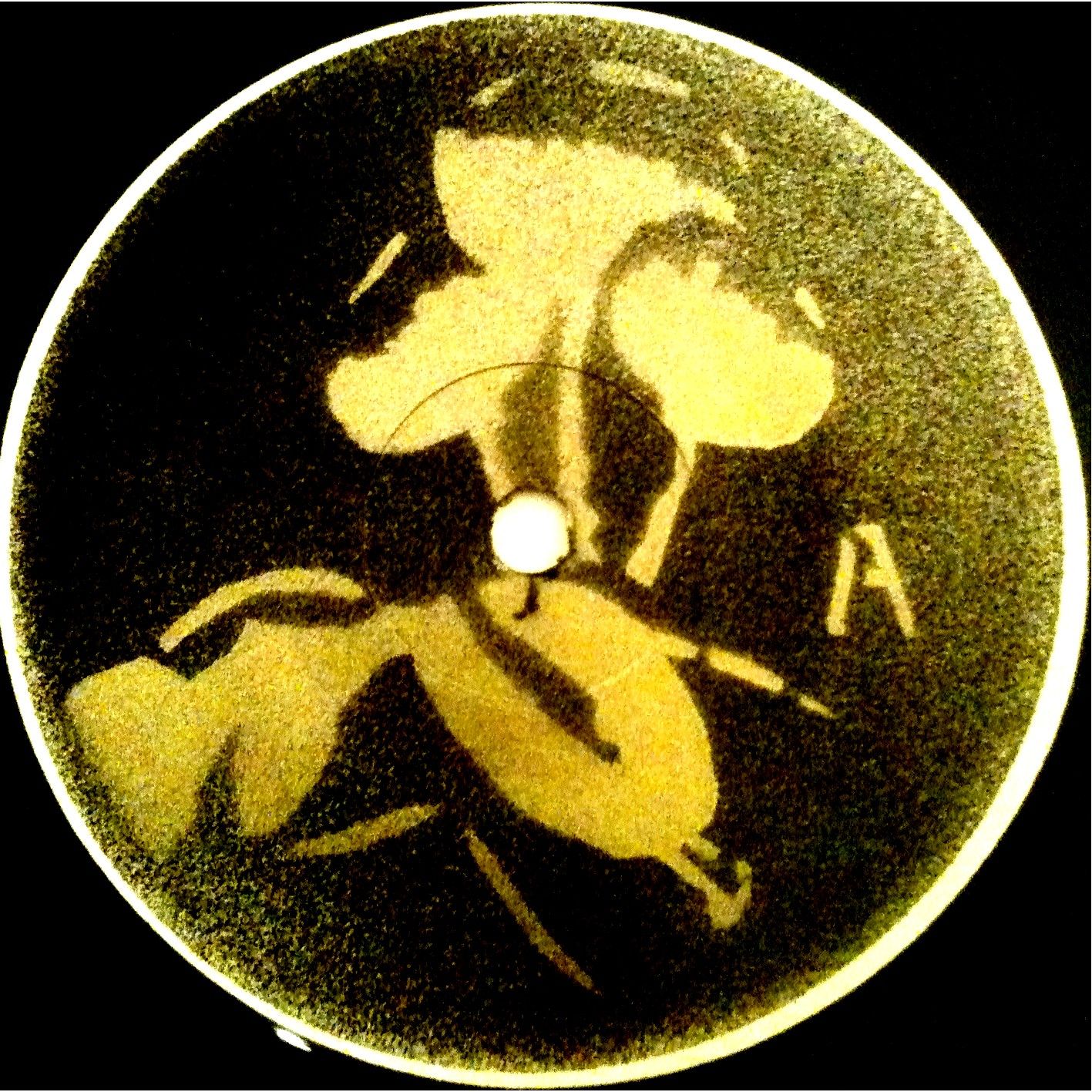 cordyceps what seas what shor 