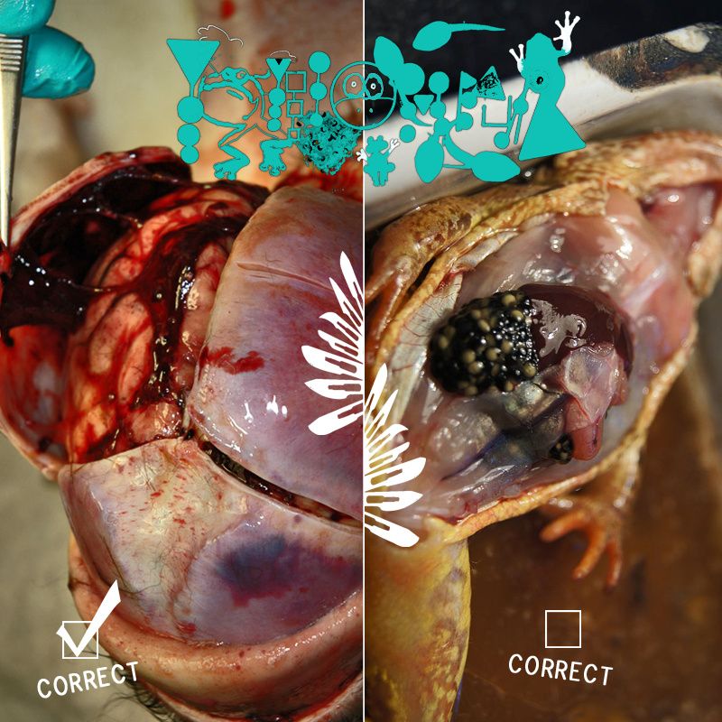 correct dissect phyllomedusa 