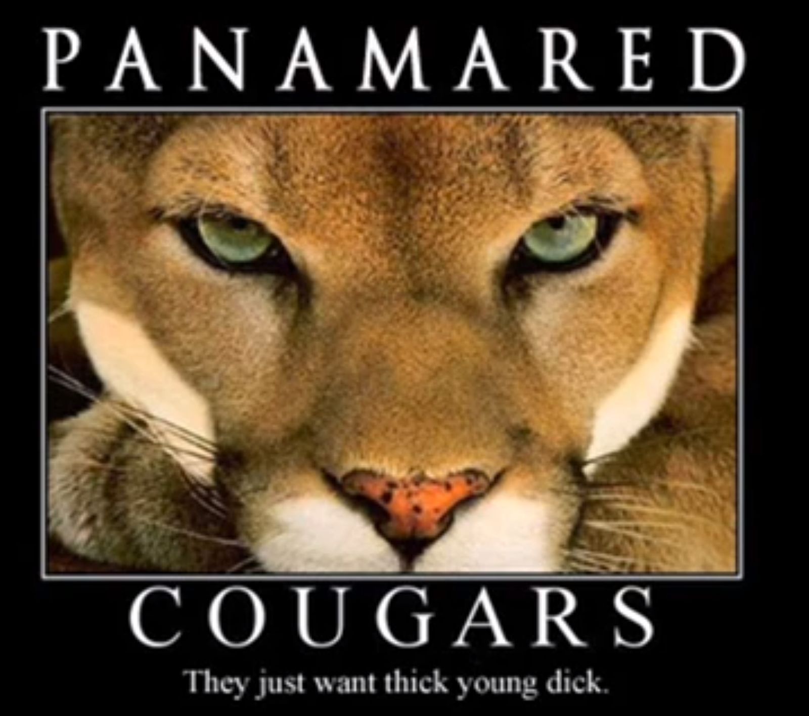 cougars panama red 