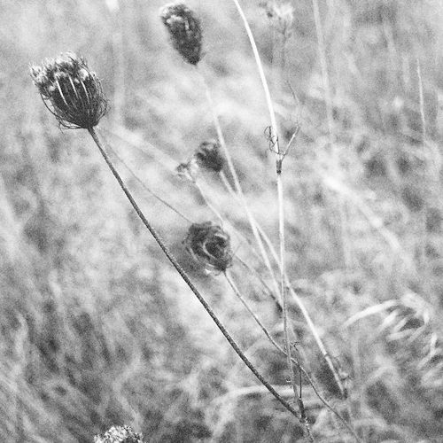 cowbirds cucko ryland bouchard 