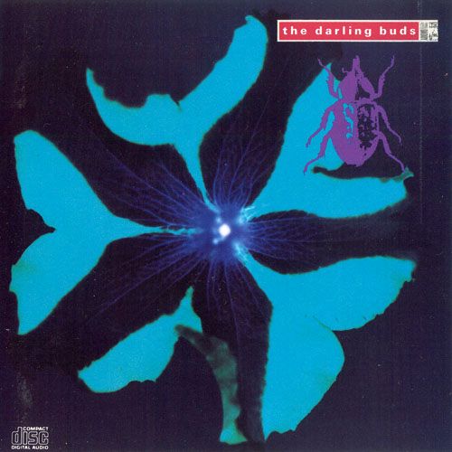 crawdaddy the darling buds 