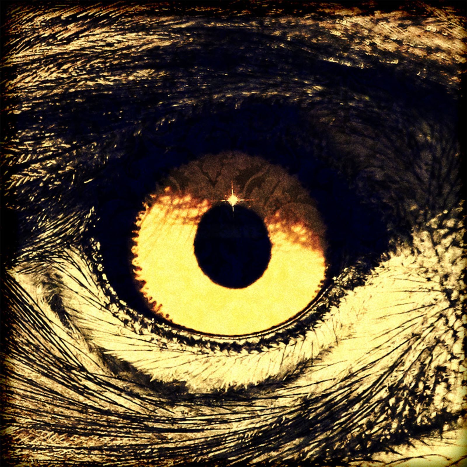 eagle has landed dynamo bliss 