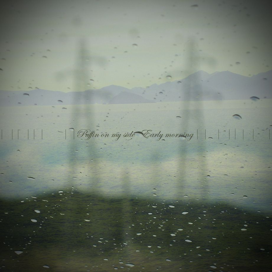 early morning puffin on my side 