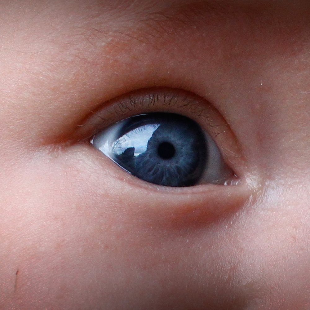 early works 1995 20 bovine life 