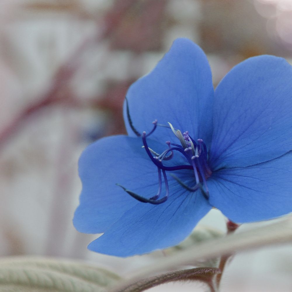 elephant chris dooks 