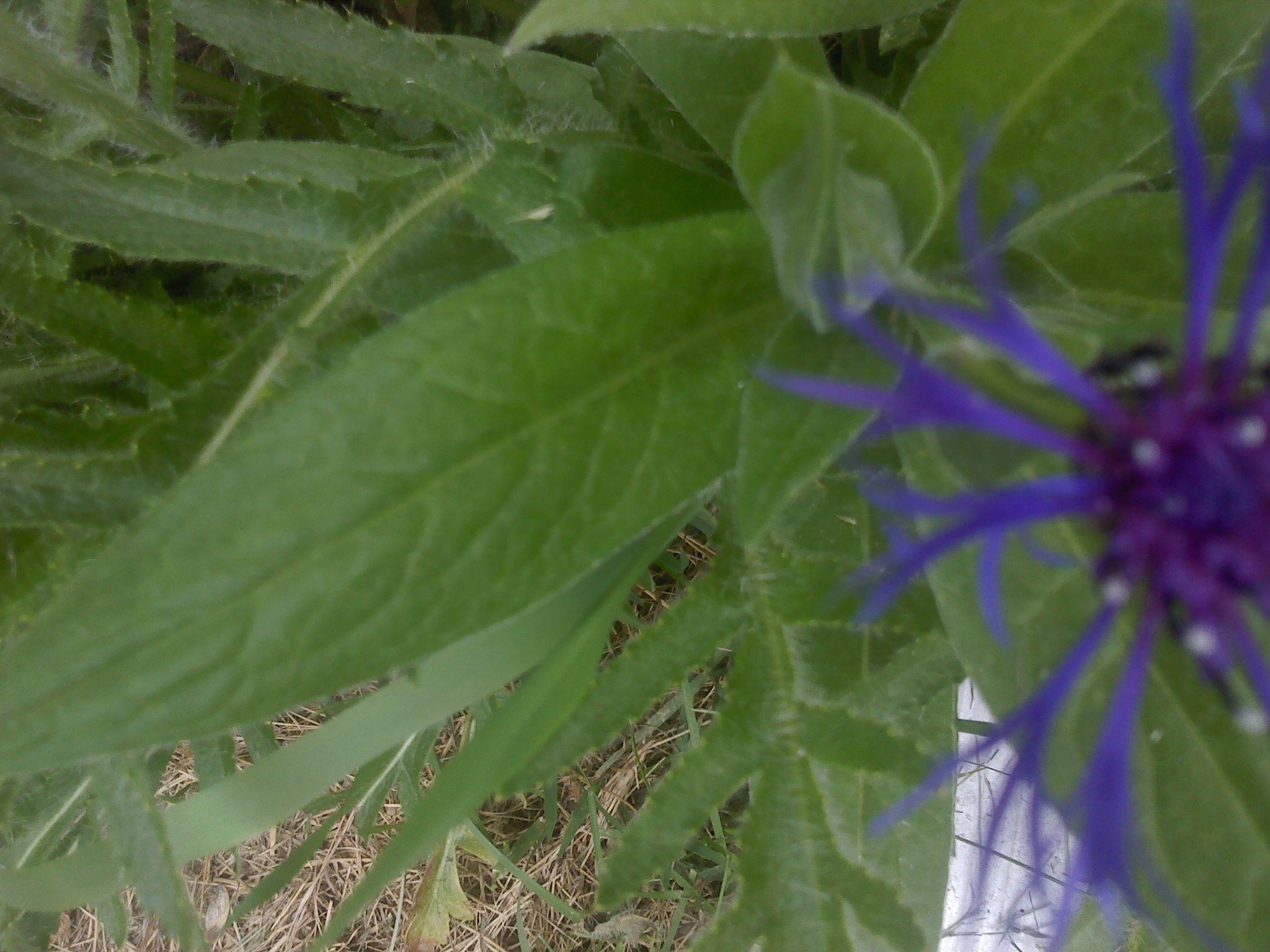 elite the tracker hannes is gay 