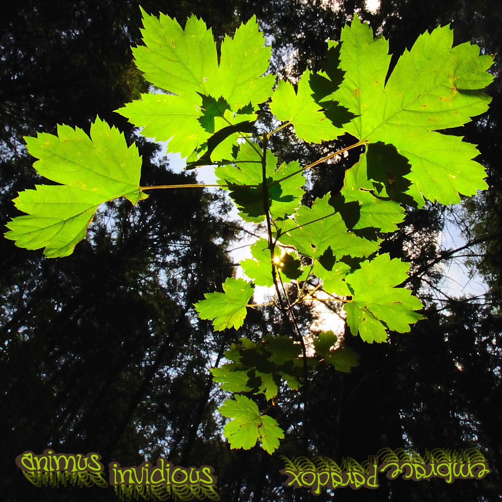 embrace paradox animus invidious 