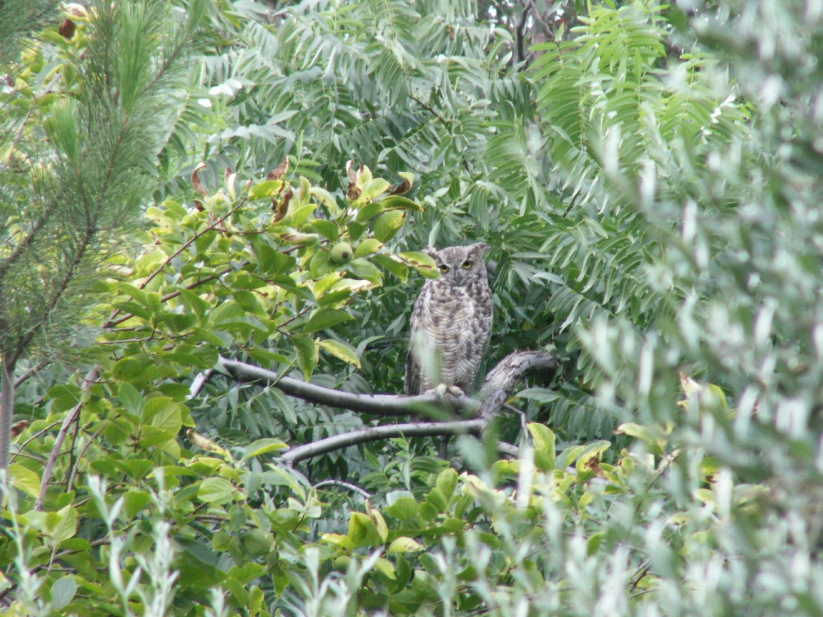 empty cup pander sera 