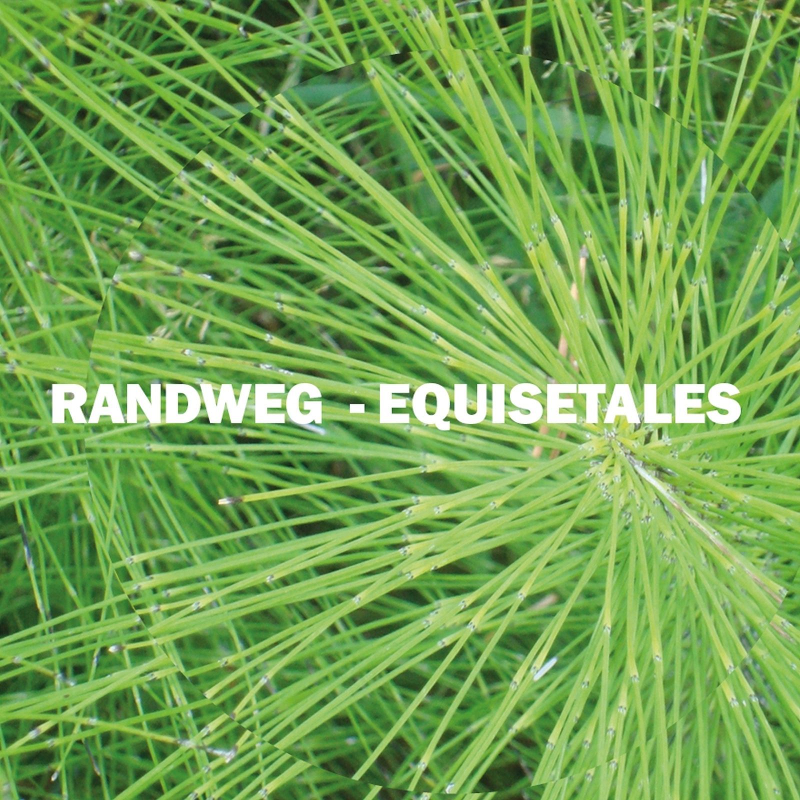 equisetales randweg 