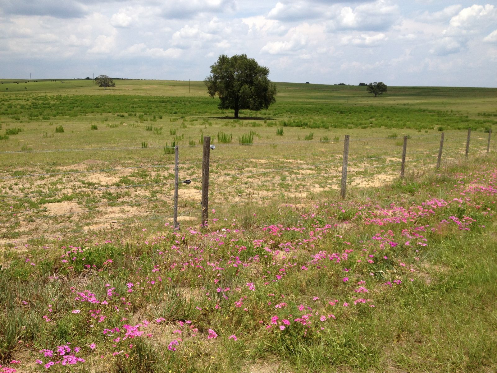 escape from the dung space panda 