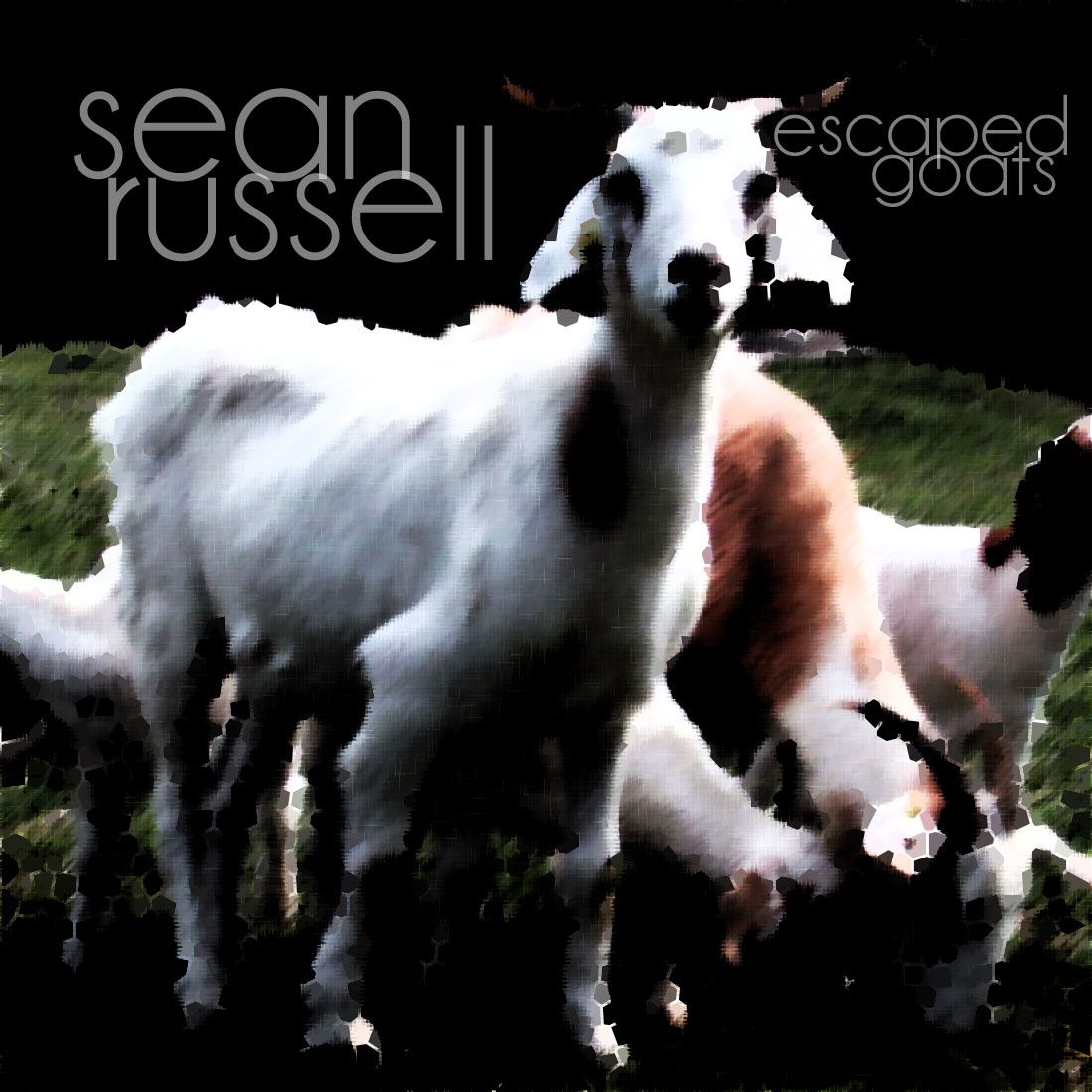 escaped goats use secret 