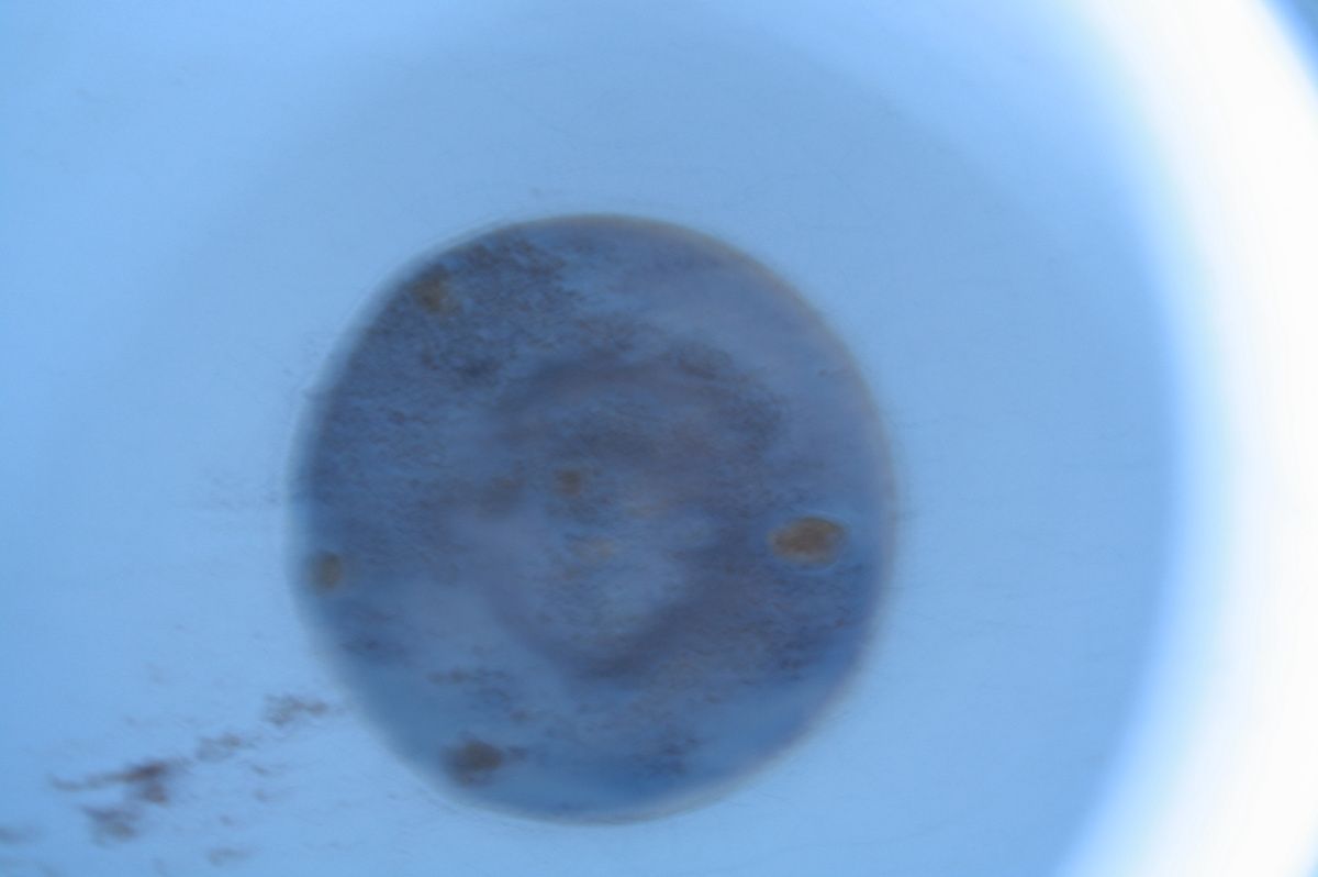 estigma da arte mode macrofago  