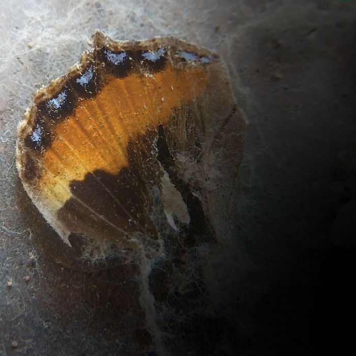 everything not enabled 