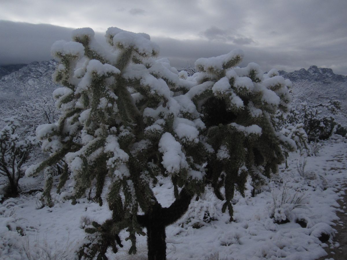 excrements protrude vomyt 