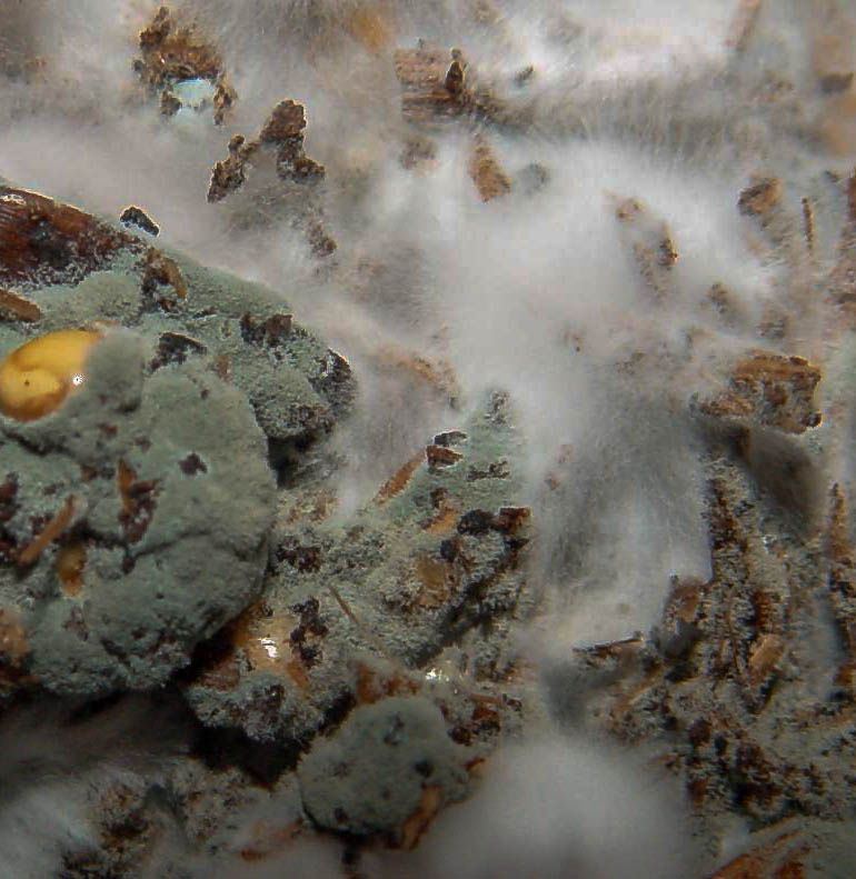 expansion joe wheeler 