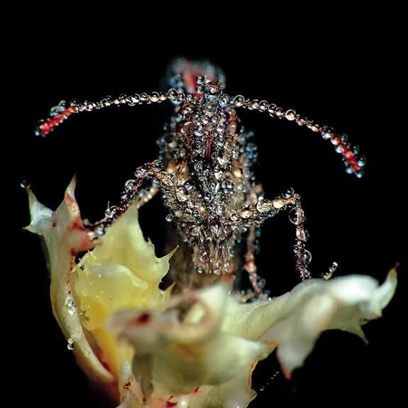 eye contact gang gang dance 