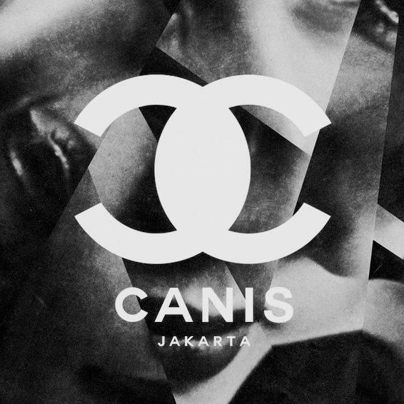 fool mother bear canis 