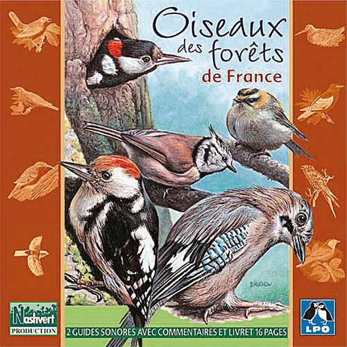 oiseaux des forets de france alain 