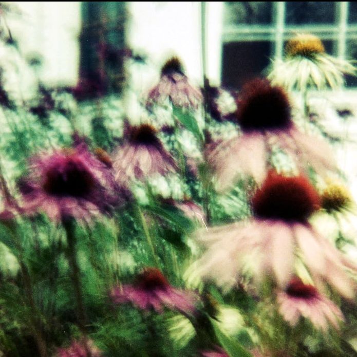 queen of daisies real clothes 