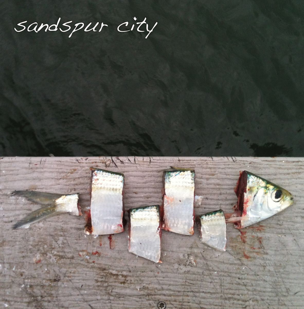 sandspur city sandspur city 