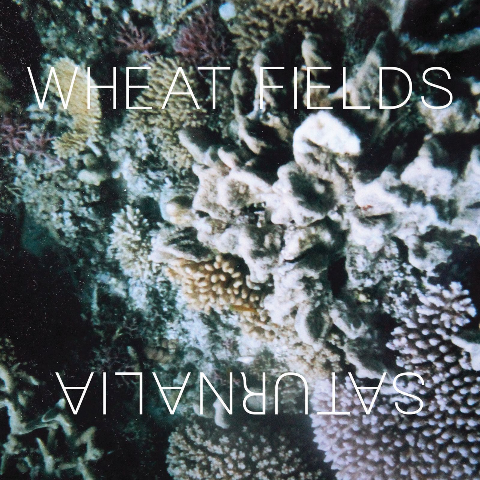 saturnalia wheat fields 