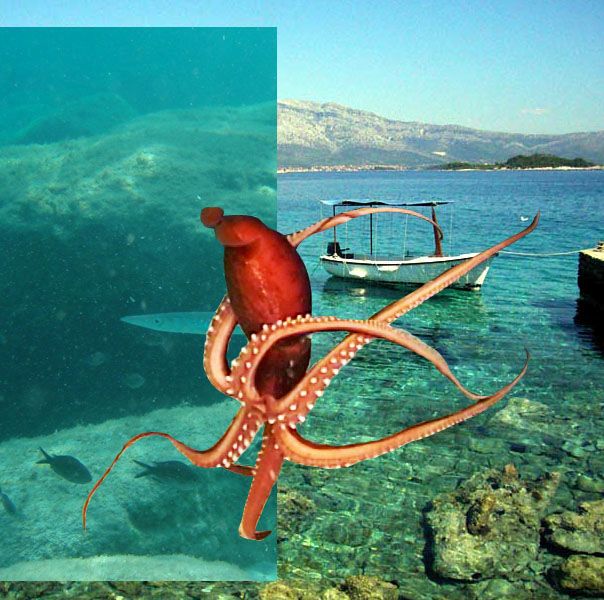 sea water gregor kompar 