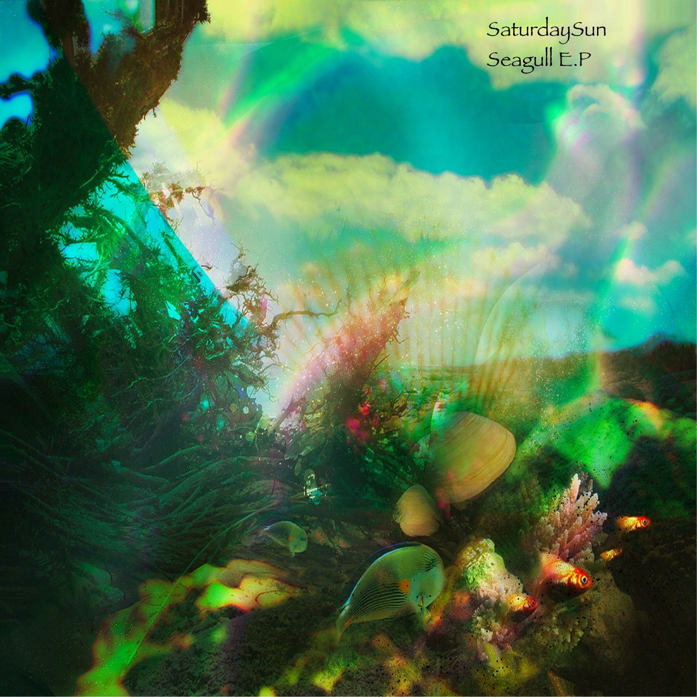 seagull ep saturday sun 