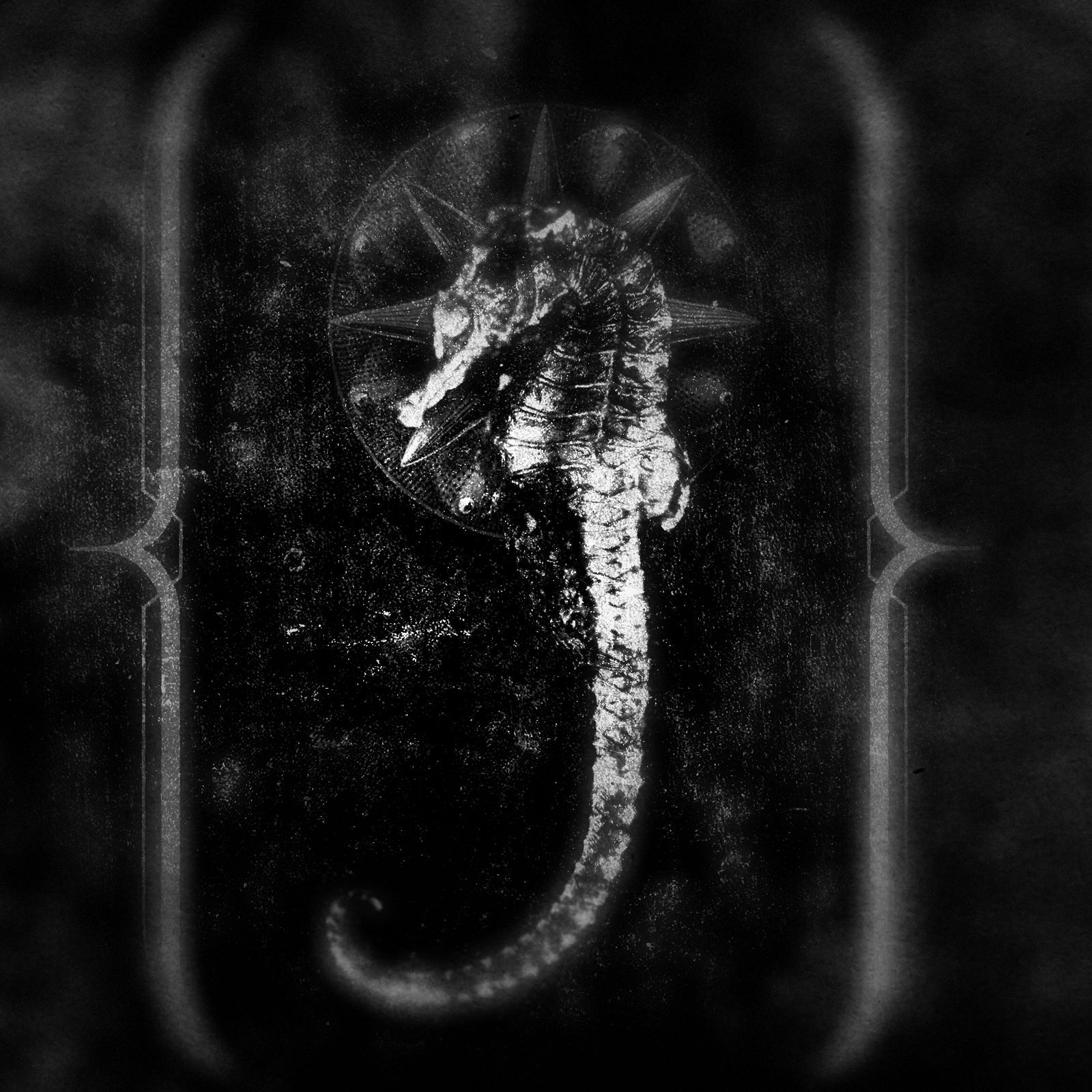 seahorse abyssopela uncertain 