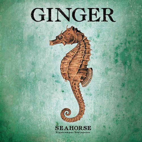 seahorse ginger  
