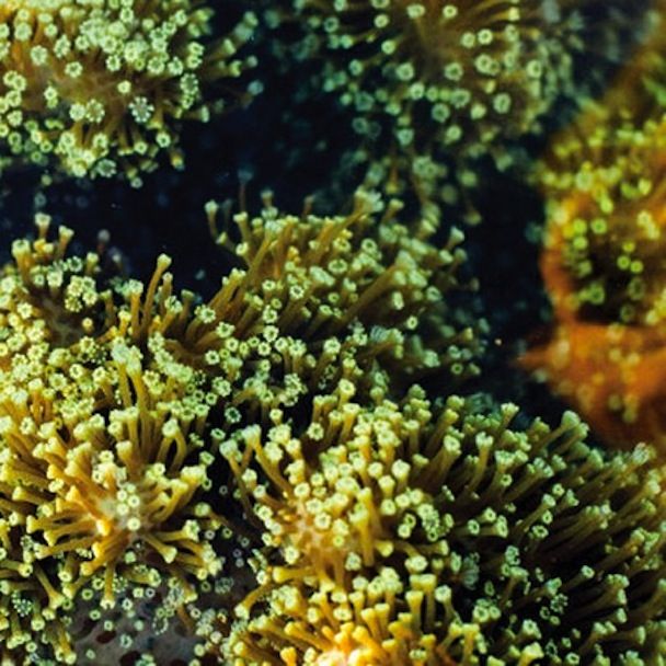 see birds balam acab 