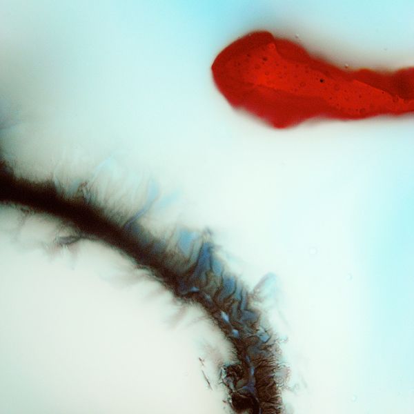 stubborn heart stubborn heart 