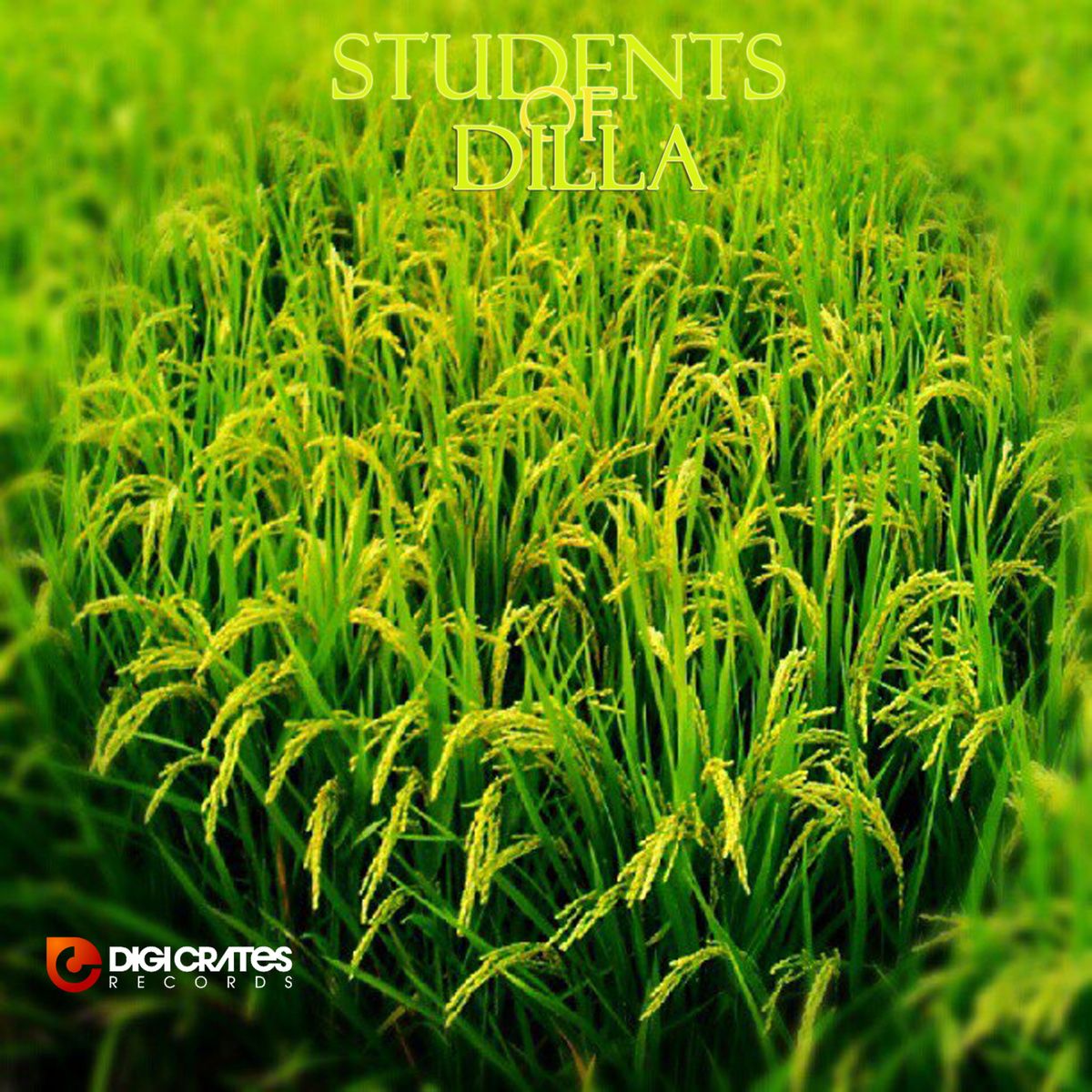 students of dilla 14 