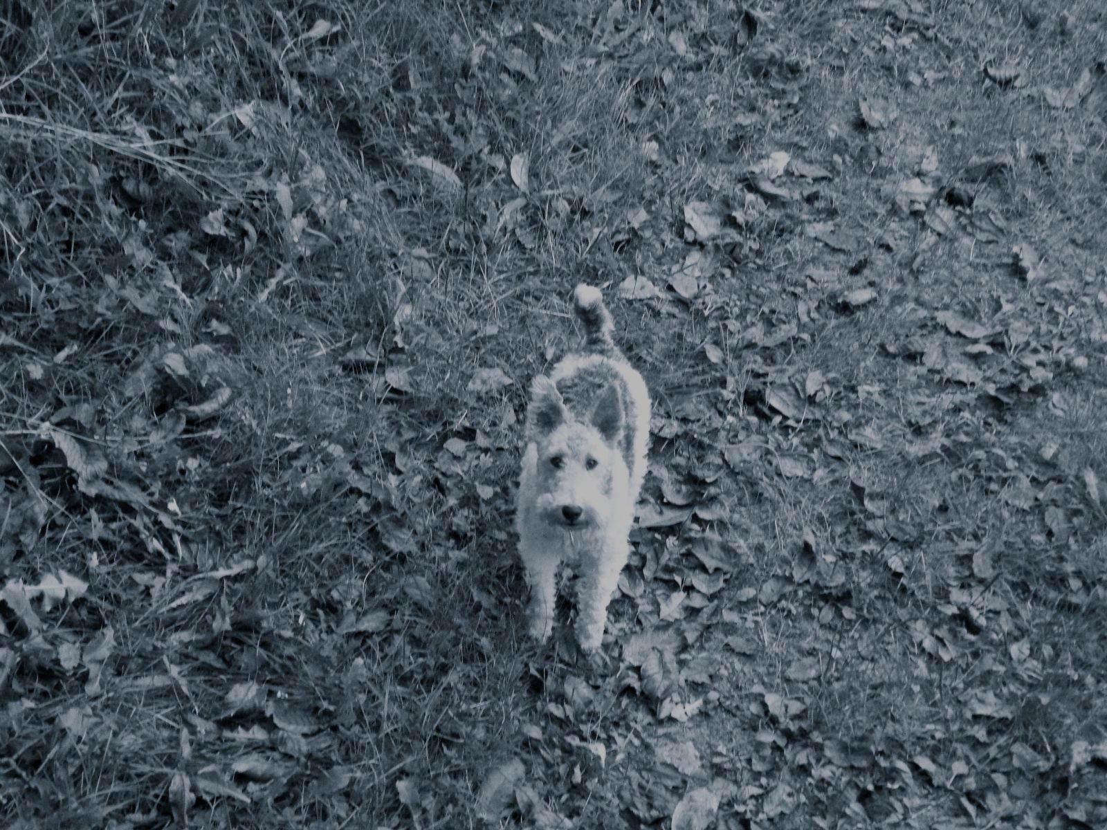 succulent fox murder 