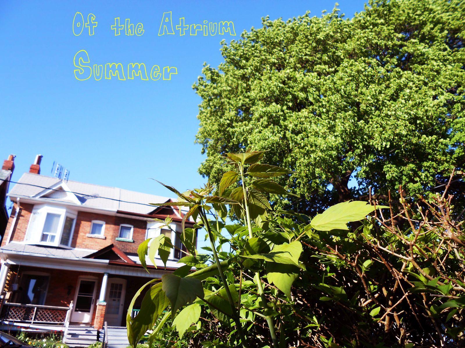 summer of the atrium  