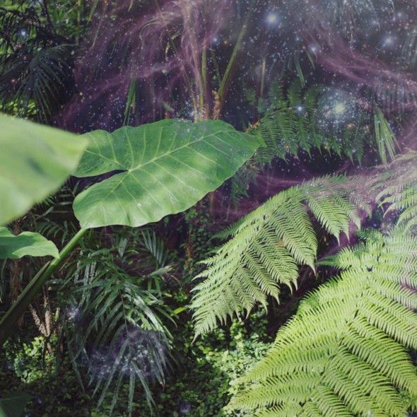 summers almost blackbird blackbird 