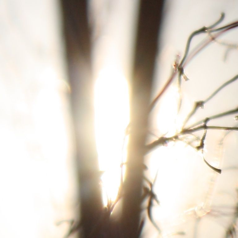 sun hannes fischer caribou  