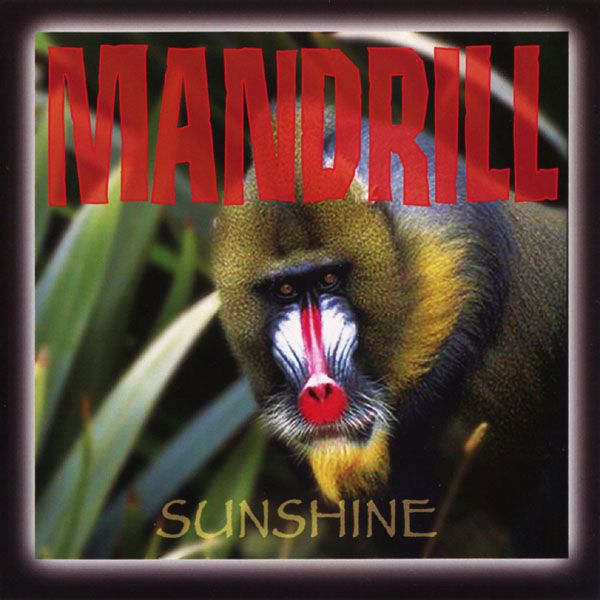 sunshine mandrill 