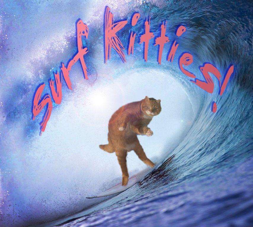 surf kitties surf kitties 