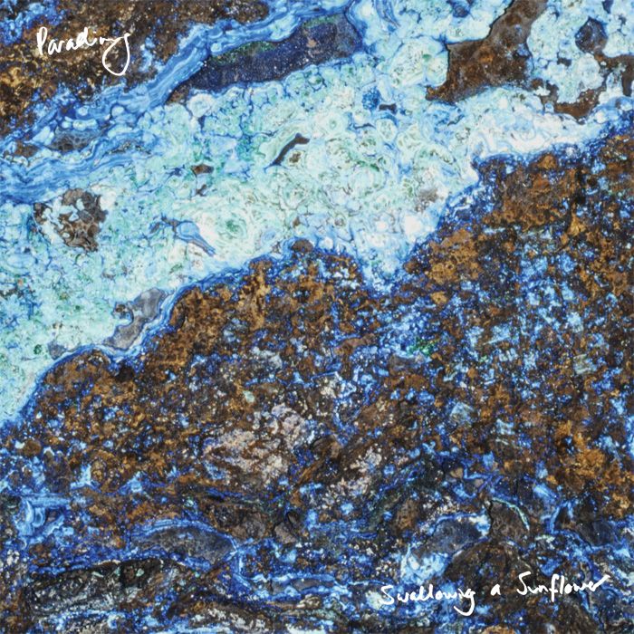 swallowing a sunflow parading 