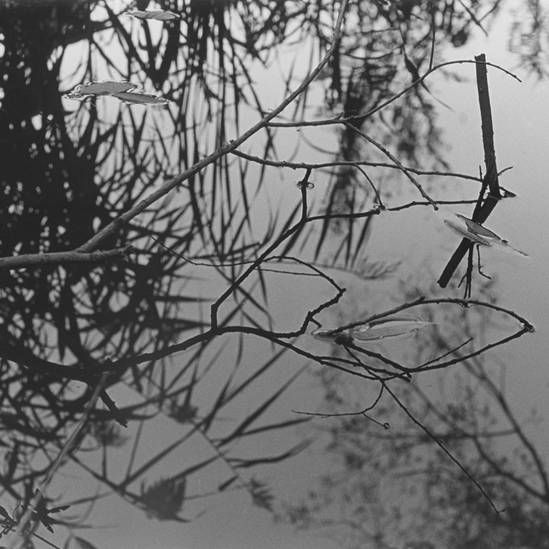 swanlights antony and the johns 