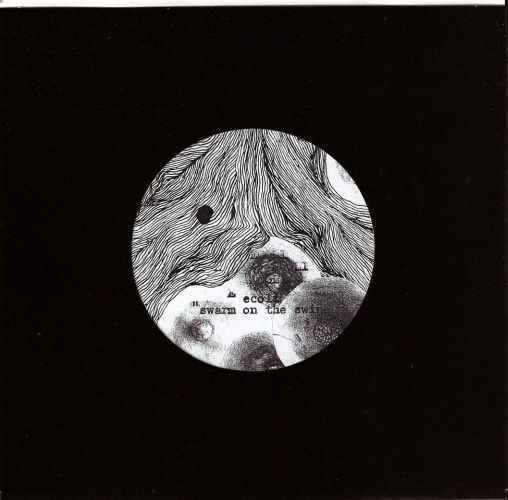 swarm on the swine ecoli  