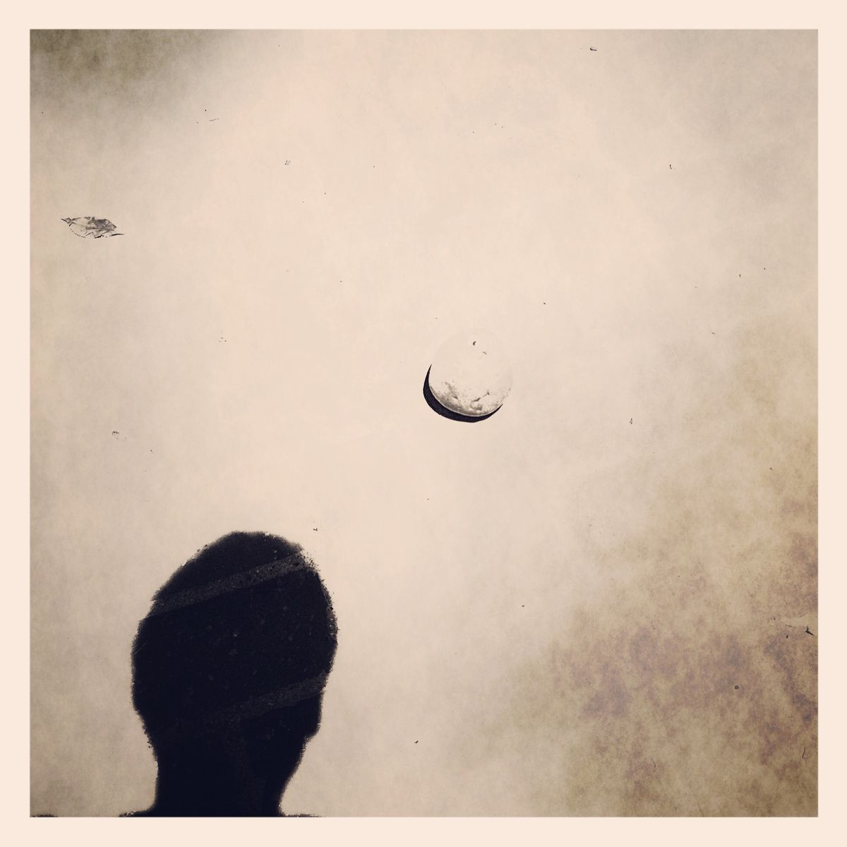 sweet tonguefrosted grady penna 