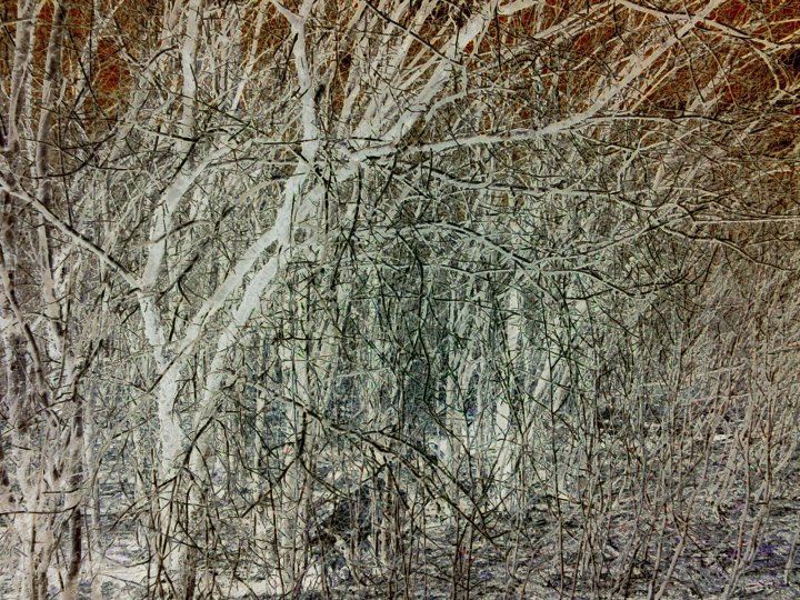 young forests lancaster sound 