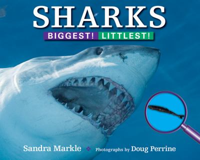 Sharks Markle Sandra 
