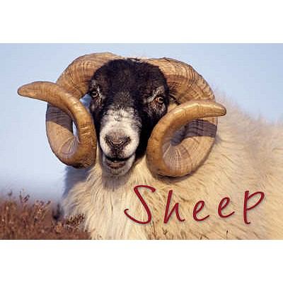 Sheep 