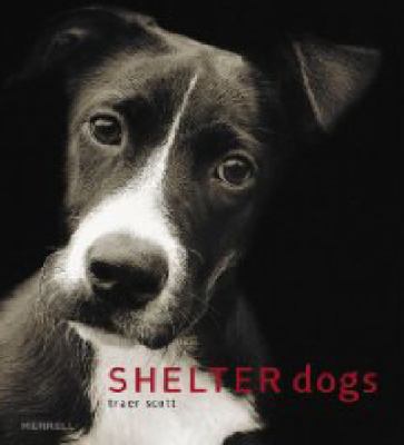 Shelter Dogs 